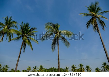 palm trees and blue sky, digital photo picture as a background