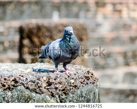pigeon on rock, digital photo picture as a background