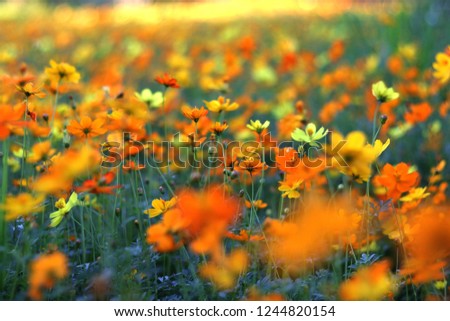 yellow, flowers, field, flower, spring, sun, background, green, beautiful, nature, sky, beauty, summer, white, plant, season, bright, blue, grass, day, bloom, color, landscape, garden, natural, fresh,