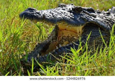 Crocodile lies with open mouth 