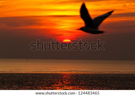 seagull with sunset in the background
