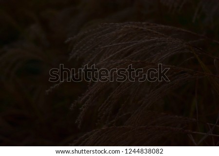 Dried flowers and afternoon sunlight on a steep mountain.
