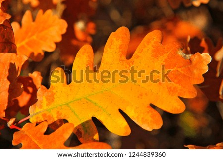 Yellow oak leaf hanging on the branch of oak tree