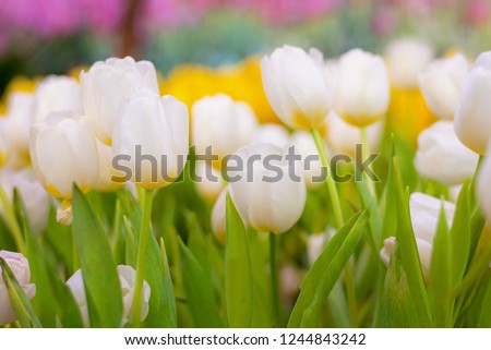 White and Yellow Tulip Flower in the garden. Beautiful bouquet of tulips. colorful tulips. tulips in spring at Nature background.