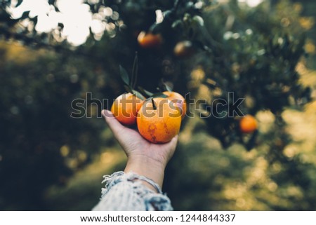 Orange in the hand In the garden Light gold evening 