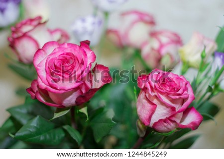 Pink and white blooming roses closeup in gifrt bouquet
