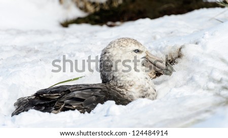 White-copped albatross hides in snow. South Georgia, South Atlantic Ocean.