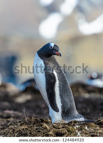 Gentoo penguin turns its little head. South Georgia, South Atlantic Ocean.
