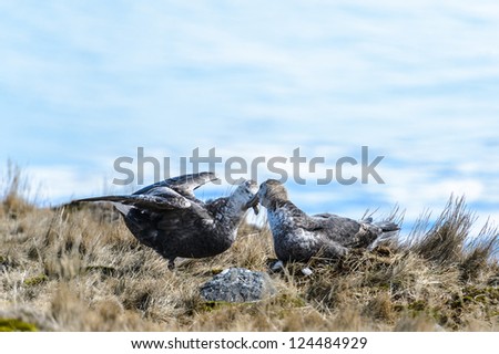 Couple of albatrosses in their nest. South Georgia, South Atlantic Ocean.