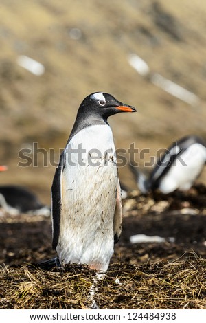 Gentoo penguin poses for the camera. South Georgia, South Atlantic Ocean.