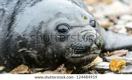 Baby Atlantic seal lays on the stones. South Georgia, South Atlantic Ocean.