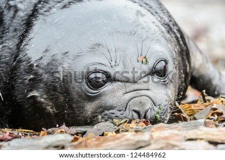 Baby Atlantic seal, cute look. South Georgia, South Atlantic Ocean.
