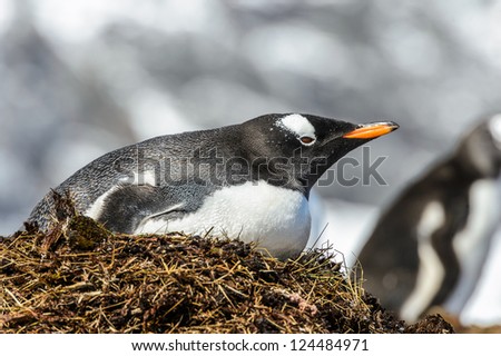 Gentoo penguin stays in its nest. South Georgia, South Atlantic Ocean.