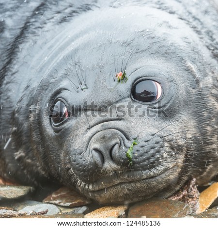Baby Atlantic seal looks with very huge deep and beautiful eyes. South Georgia, South Atlantic Ocean.