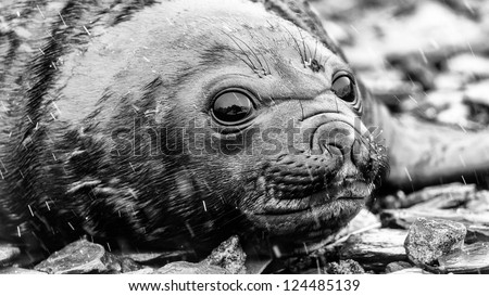 Baby Atlantic seal lays on the stones. South Georgia, South Atlantic Ocean.
