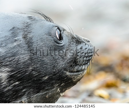 Baby Atlantic seal. South Georgia, South Atlantic Ocean.