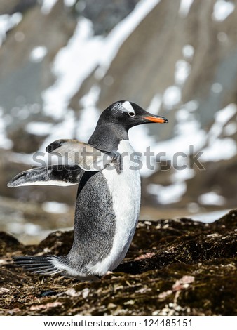 Gentoo penguin tries to fly with wings. South Georgia, South Atlantic Ocean.