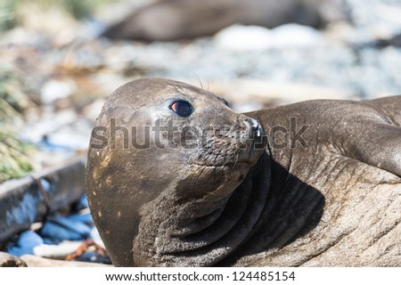 Female Elephant seal. South Georgia, South Atlantic Ocean.