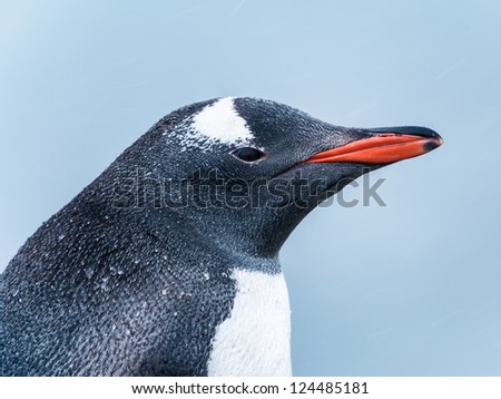 Gentoo penguin. Close view of the profile. South Georgia, South Atlantic Ocean.