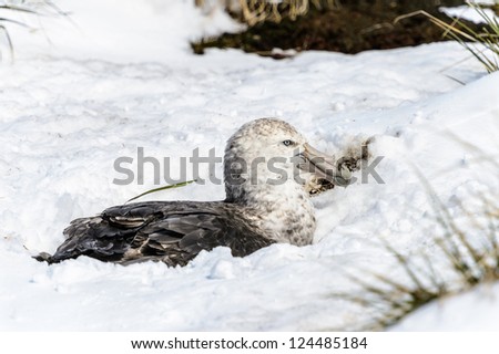 White-copped albatross hides in the snow. South Georgia, South Atlantic Ocean.