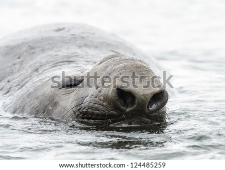 Elephant seal with its huge nose. South Georgia, South Atlantic Ocean.
