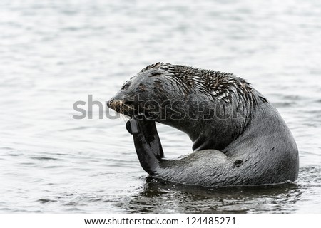 Atlantic fur seal thinks of something. South Georgia, South Atlantic Ocean.