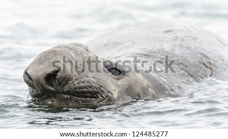 Elephant seal smiles wimming. South Georgia, South Atlantic Ocean.