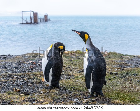 Couple of the King penguins on the shore. South Georgia, South Atlantic Ocean.