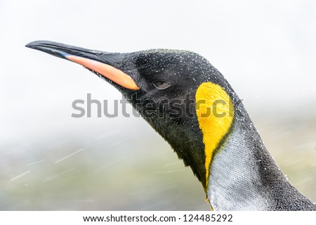 Gorgeous King penguin. South Georgia, South Atlantic Ocean.