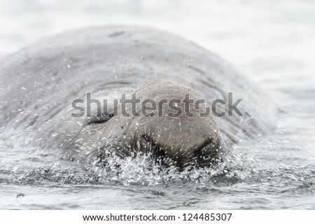 Elephant seal breathes. South Georgia, South Atlantic Ocean.