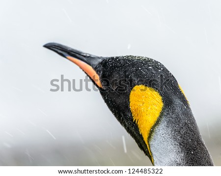 Close view of the King penguin and its head with different colors. South Georgia, South Atlantic Ocean.
