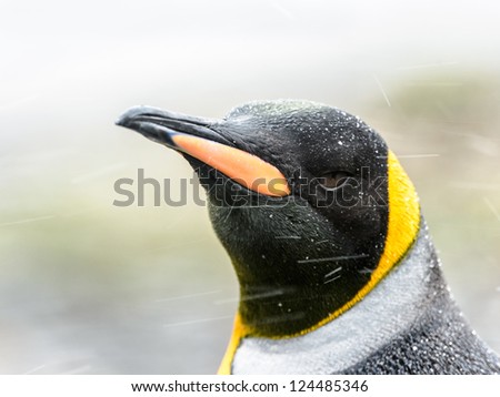 Gorgeous King penguin. South Georgia, South Atlantic Ocean.