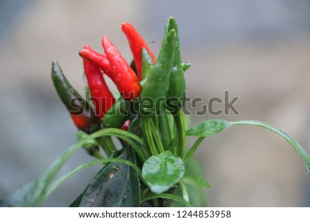 Chilli Plant Laden with Red Cayenne Chilli Pods on blurred background.  Hatay,  turkey  Royalty-Free Stock Photo #1244853958