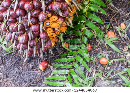 Oil palm Oil palm on grass