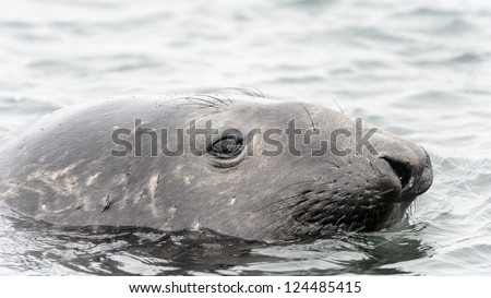 Elephant seal close view. South Georgia, South Atlantic Ocean.