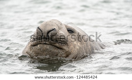 Elephant seal and the ocean. South Georgia, South Atlantic Ocean.