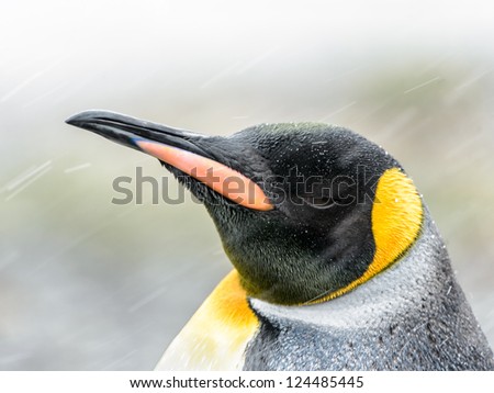 Close view of the King penguin and its head with different colors. South Georgia, South Atlantic Ocean.