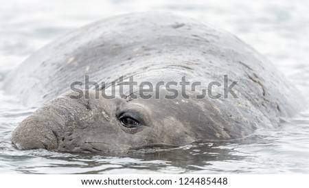 Elephant seal looks on its right. South Georgia, South Atlantic Ocean.