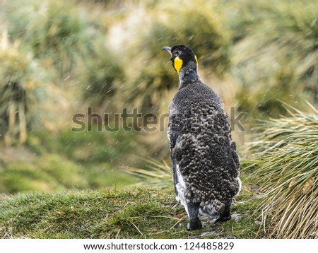 King penguin walks alone. South Georgia, South Atlantic Ocean.