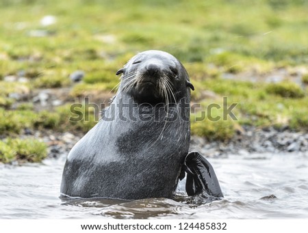 Atlantic fur seal shows out of the water. South Georgia, South Atlantic Ocean.