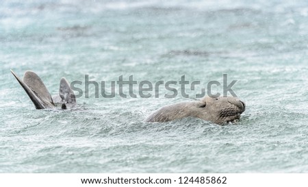 Elephant seal swims in the water. South Georgia, South Atlantic Ocean.