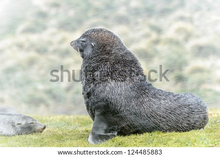Atlantic fur seal poses for the camera.  South Georgia, South Atlantic Ocean.