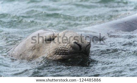 Elephant seal sleeps swimming. South Georgia, South Atlantic Ocean.