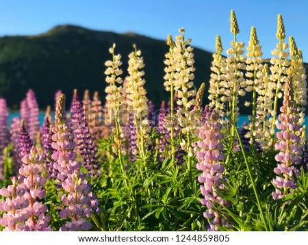 Beautiful pink purple white yellow lupins flower and lake mountain background in New Zealand lake Tekapo with green grass during sunset