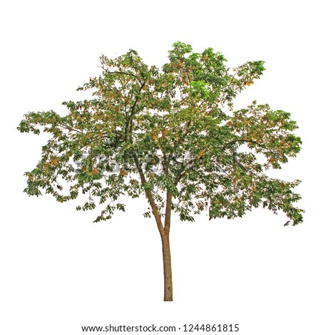 tree isolated on white background with clipping path