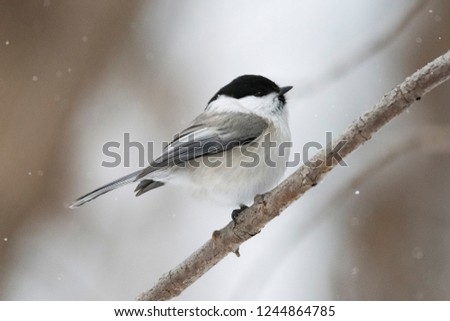 Willow tit (Poecile montanus) sitting on a branch in the wild