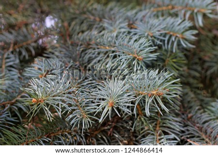 Beautiful blue spruce tree branch background in horisontal position in the forest