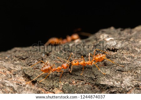 weaver red ants biting red imported fire ant on tree bark