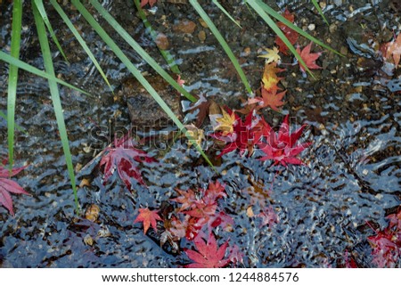 leaves color change Japan autumn season 