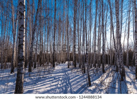 Beautiful winter forest landscape - path in a birch grove